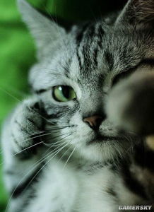 可爱宠物写真猫咪摄影高清图片