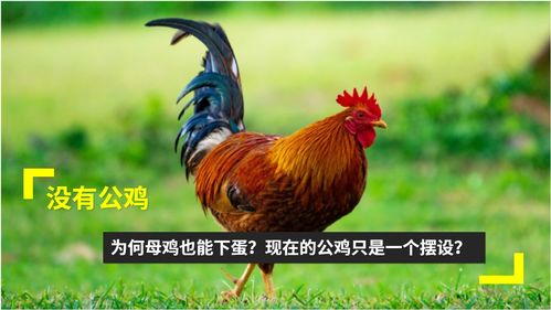 上海龙纹犬业主营纯种血统繁育阿拉斯加