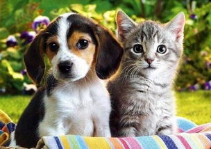 小狗狗类猫狗家居宠物动物世界素材图片