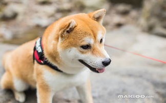 可爱法斗犬动物狗宠物图片