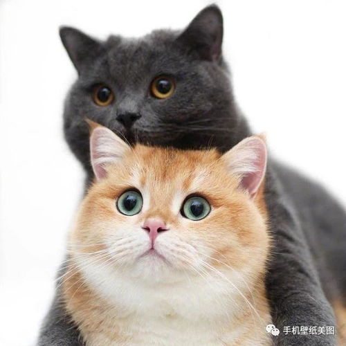 手绘画画猫咪动物卡通透明素材图片大小1024x1024px