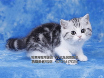 苏州宠物猫纯种暹罗猫暹罗猫图片