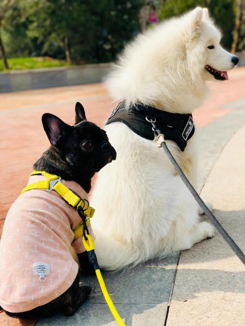 上海一女子爱犬不治身亡,向宠物医院索赔遭拒