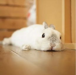 白色宠物兔可爱图片