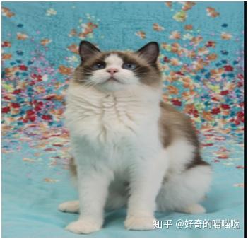 可爱猫和狗图片素材