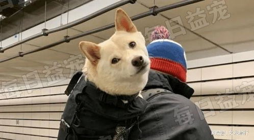 上海宠物狗犬舍出售纯种博美犬茶杯犬袖珍犬领养狗卖狗