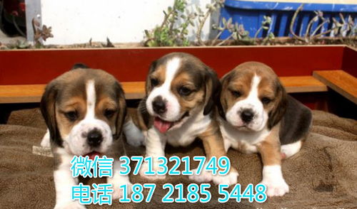 中国人喜欢给狗狗起的5类名字,第一种数字类,第五种最流行