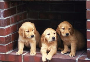 新余宠物狗狗领养纯种金毛幼犬网上买狗卖狗地方在哪里有狗市场
