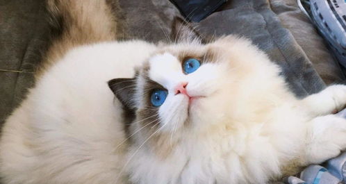 俄罗斯蓝猫,