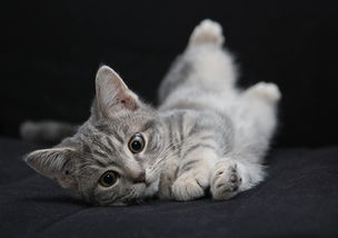 可爱小猫宠物动物世界猫猫动态图片素材