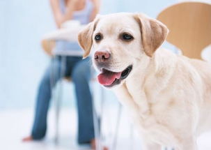 天津犬舍出售纯种罗威纳犬防暴犬大型犬宠物狗狗市场在哪卖狗