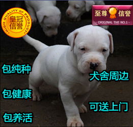 以下3种狗狗,是所有小型犬里面最凶的犬种,慎养