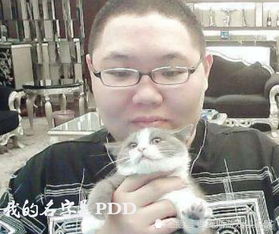 杭州哪里有宠物猫出售,杭州哪里有卖纯种折耳猫价格