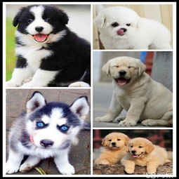 生活中常见的十种宠物狗,你认识多少