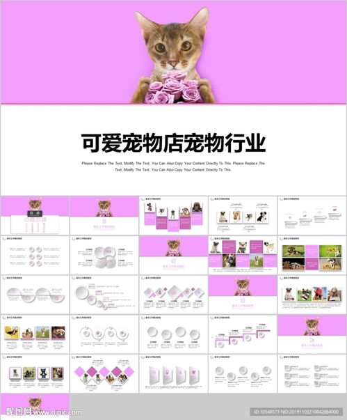 好听的宠物猫名字大全最新版