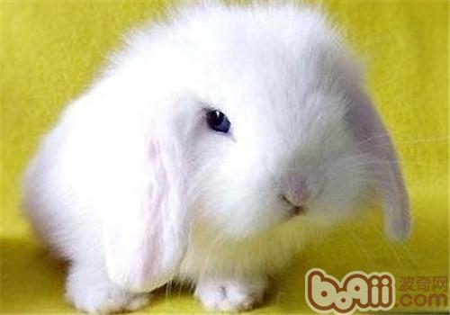 最受欢迎宠物兔品种,性格温驯