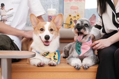 西班牙全犬种冠军排行一巴哥犬同胎妹妹在中国蓝月犬舍诞生超级小巴哥犬