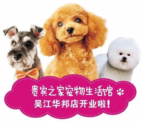 小猎犬资料,小猎犬图片,小猎犬价格