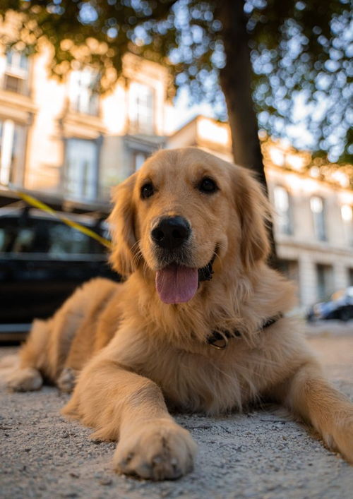 小短腿威尔士柯基犬壁纸