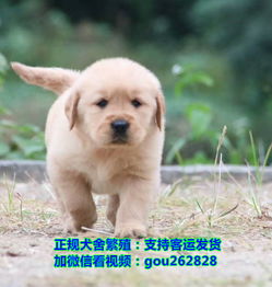 高端贵族萌宠马尔济斯犬