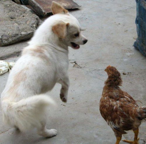 佛山犬舍出售纯种罗威纳犬防暴犬大型犬宠物狗狗市场在哪卖狗