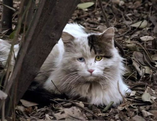 男猫咪的名字独特一点,可以适应当下的时尚潮流