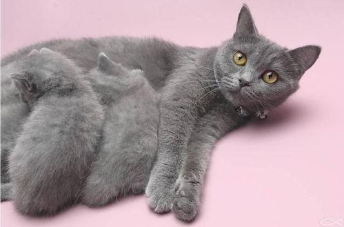 手绘线条宠物猫咪矢量素材图片免费下载