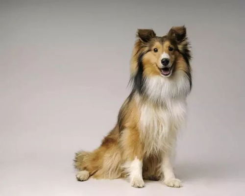 上海犬舍出售纯种金毛犬幼犬活体宠物狗狗领养大型犬
