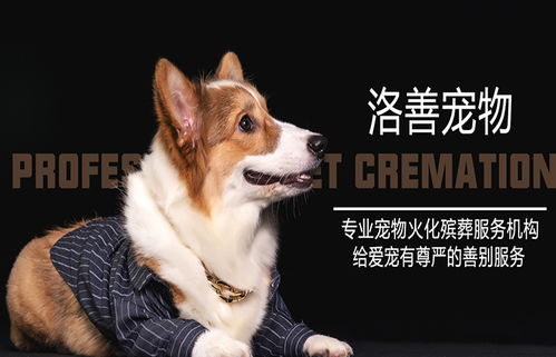 苏州哪里买到博美犬的