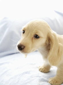 新余宠物狗狗领养纯种金毛幼犬网上买狗卖狗地方在哪里有狗市场