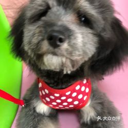 怎样才能买到一只价格合理,性价比高的柴犬