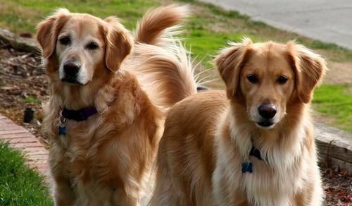 自贡宠物狗犬舍出售纯种袖珍茶杯博美俊介犬卖狗买狗地方在哪有狗市场