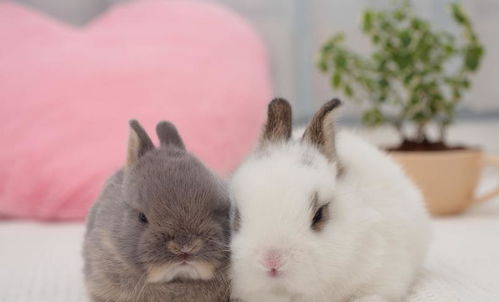 兔子成兔年