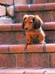 沈阳宠物狗犬舍出售纯种比熊犬