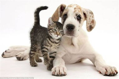 吻,亲吻,小狗小猫,狗狗猫猫,柔情,同谋,爱情,国内动物,宠物,软,感情