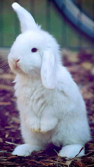 一只兔子吃另一只毛,兔子吃其他兔子的毛