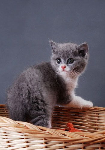 这种土耳其宠物猫价值数百万美元,全球仅剩不到100只
