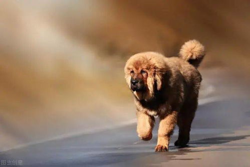 中国即将消失的八大本土犬种,你了解它们吗