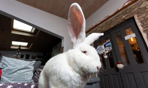 4月下旬鸿运当头,生肖兔的5年愿望终于圆满,家有属兔的来看看