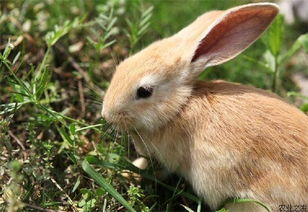 美国珍稀侏儒兔濒临灭绝-科学家大力拯救-附图