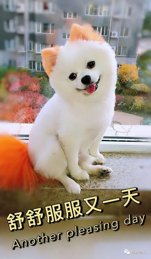 斑点狗