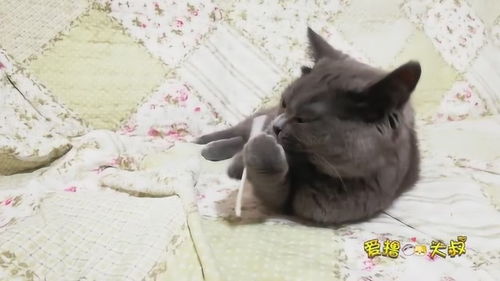 猫毛浓密的小技巧,有什么办法让猫毛茂盛