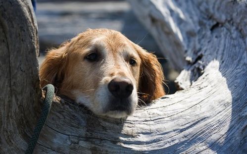 随着养宠物的人增多,越来越多的狗被人们所认识,常见宠物犬20种