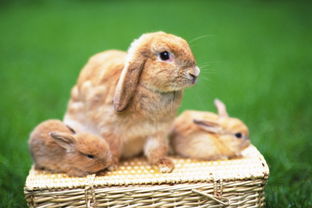 请问我家的兔子是哪种兔子
