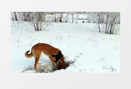 罗威纳咬死泰迪,它真的是那种遭人恨的恶犬吗