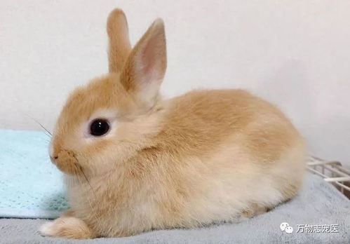 兔子的寿命有多长,适合当宠物吗