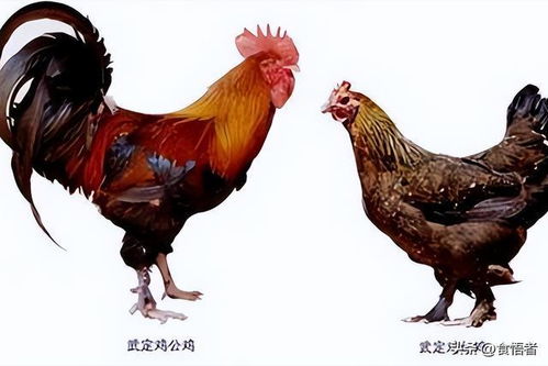 云南野生动物园迎来百种世界名鸡陪市民过节