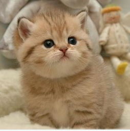 哪里能买到一种名叫玩具虎猫品种的宠物猫