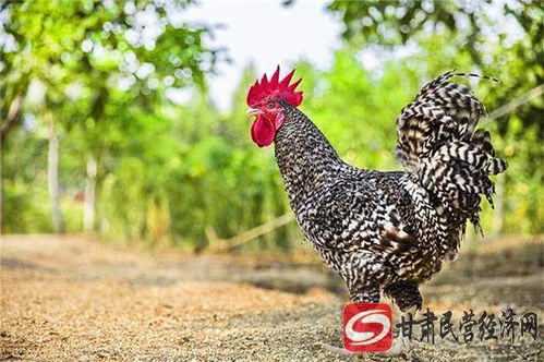 宠物狗狗食物及搭配的十个误区