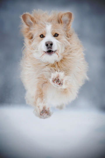 法国斗牛犬有这几个特征,说明你养的是纯种狗